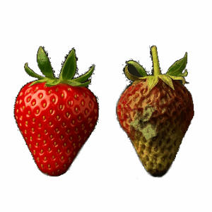 side by side strawerries transparent